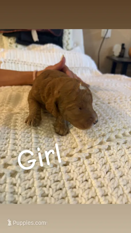 Puppy # 6 – Goldendoodle puppy for sale in Covington, GA