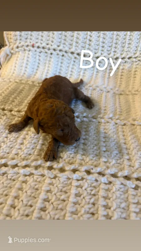Puppy #7 – Goldendoodle puppy for sale in Covington, GA