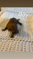 Puppy #7, a male Goldendoodle for sale in Covington, GA – 1 of 1