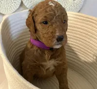 Purple collar, a female Goldendoodle for sale in Covington, GA – 1 of 1