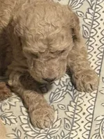 Blue collar, a female Goldendoodle for sale in Covington, GA – 2 of 2