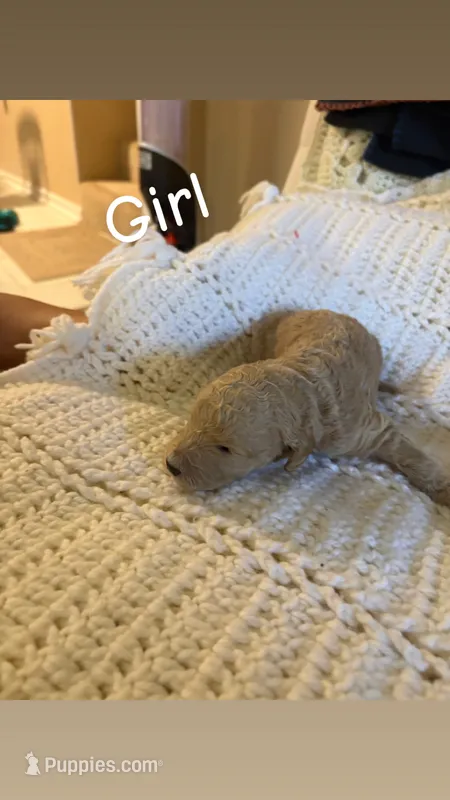 Puppy #8 – Goldendoodle puppy for sale in Covington, GA