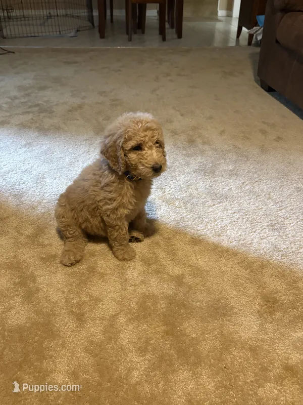 Blue collar – Goldendoodle puppy for sale in Covington, GA