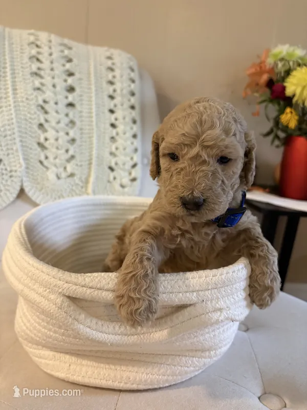 Blue collar – Goldendoodle puppy for sale in Covington, GA