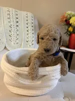Blue collar, a female Goldendoodle for sale in Covington, GA – 1 of 2
