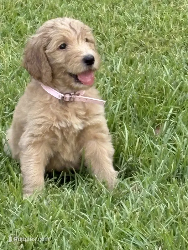 Light pink – Goldendoodle puppy for sale in Covington, GA
