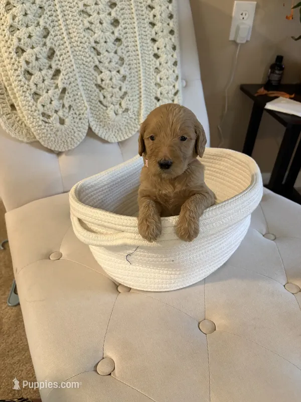 Light pink – Goldendoodle puppy for sale in Covington, GA