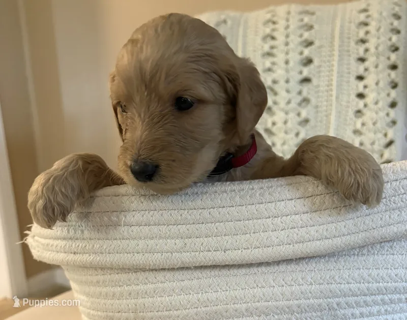 Burgundy collar – Goldendoodle puppy for sale in Covington, GA