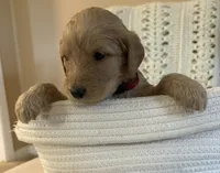 Burgundy collar, a female Goldendoodle for sale in Covington, GA – 1 of 1