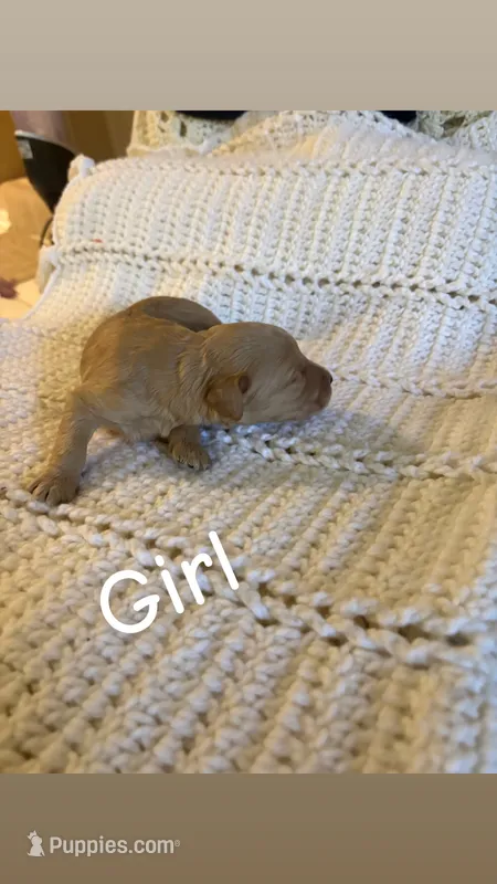 Puppy#4 – Goldendoodle puppy for sale in Covington, GA