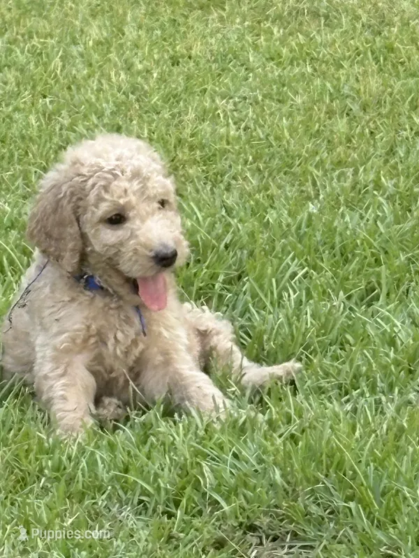 Blue collar – Goldendoodle puppy for sale in Covington, GA