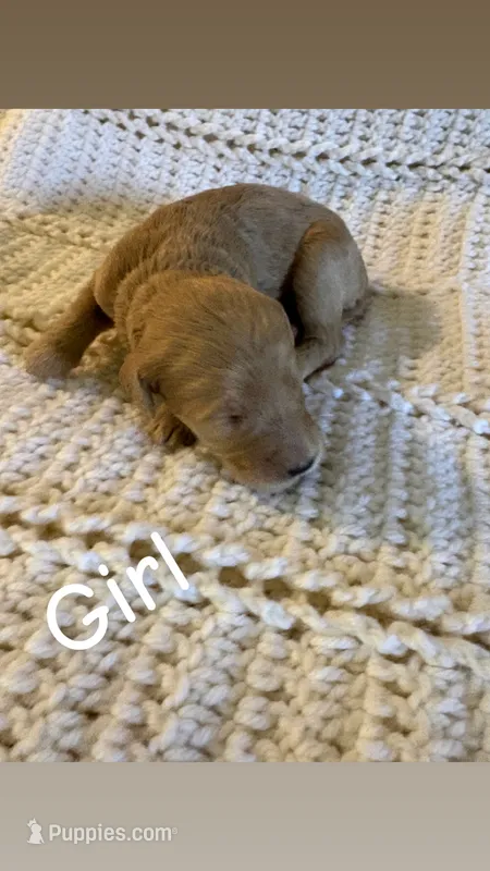 Puppy # 1 – Goldendoodle puppy for sale in Covington, GA
