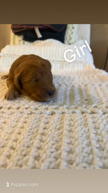 Puppy#3 – Goldendoodle puppy for sale in Covington, GA