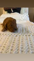 Puppy#3, a female Goldendoodle for sale in Covington, GA – 1 of 1