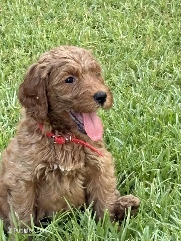 Red collar – Goldendoodle puppy for sale in Covington, GA