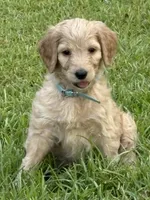 Light blue, a female Goldendoodle for sale in Covington, GA – 2 of 3