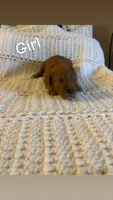 Puppy #5, a female Goldendoodle for sale in Covington, GA – 1 of 1