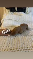 Puppy #2, a female Goldendoodle for sale in Covington, GA – 1 of 1