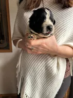 processed/e6345096-d7df-453c-a24f-052689721886/listing/31ea99de-f45a-4acb-868c-d13af6240acd/4873e5b1-7b80-45cf-8195-0a8f1ac197b4