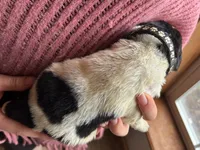 processed/e6345096-d7df-453c-a24f-052689721886/listing/31ea99de-f45a-4acb-868c-d13af6240acd/6862f07b-54b9-4739-8104-785cd09ccb4c