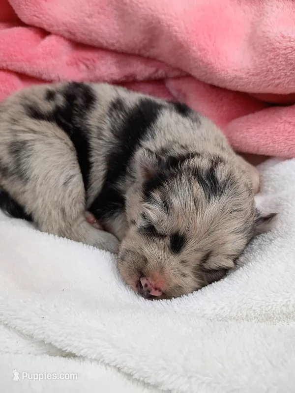 Latte – Pomsky puppy for sale in Orange Park, FL