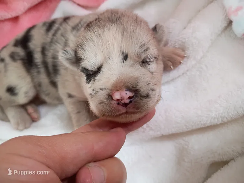 Chai – Pomsky puppy for sale in Orange Park, FL