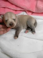 Kona, a female Pomsky for sale in Orange Park, FL – 9 of 10