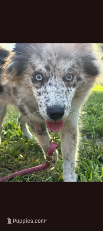 Rin – Pomsky puppy for sale in Orange Park, FL