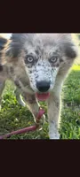 Rin, a female Pomsky for sale in Orange Park, FL – 1 of 3