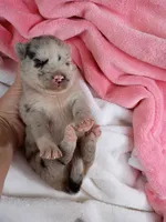 Chai, a female Pomsky for sale in Orange Park, FL – 6 of 10