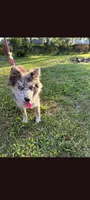 Rin, a female Pomsky for sale in Orange Park, FL – 3 of 3