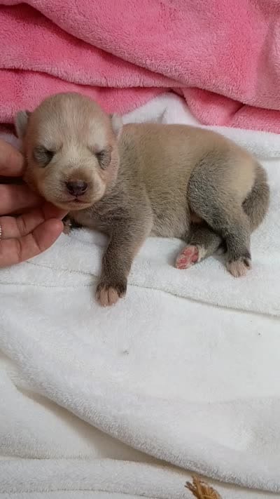 Kona, a female Pomsky for sale in Orange Park, FL – 10 of 10