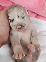 Chai, a female Pomsky for sale in Orange Park, FL – 7 of 10