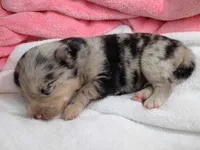 Macchi, a female Pomsky for sale in Orange Park, FL – 2 of 10