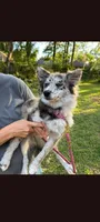 Rin, a female Pomsky for sale in Orange Park, FL – 2 of 3