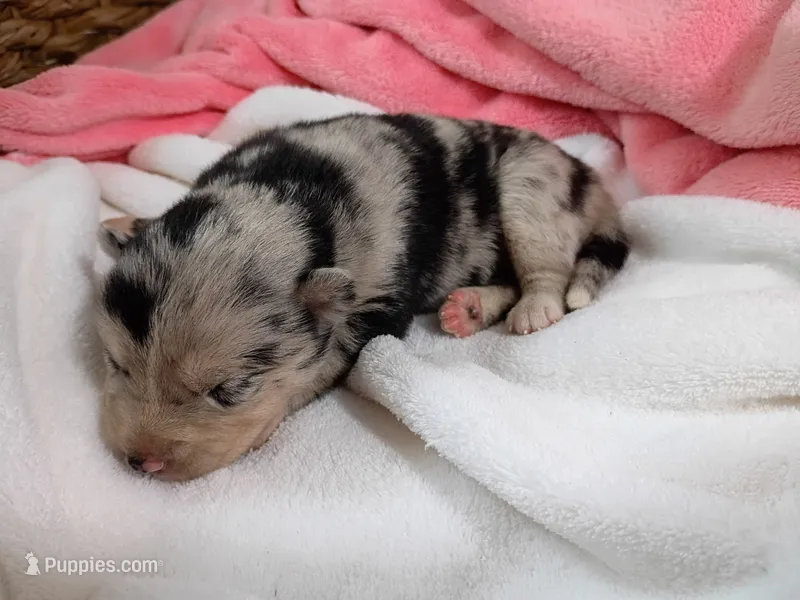 Macchi – Pomsky puppy for sale in Orange Park, FL