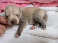 Kona, a female Pomsky for sale in Orange Park, FL – 2 of 10