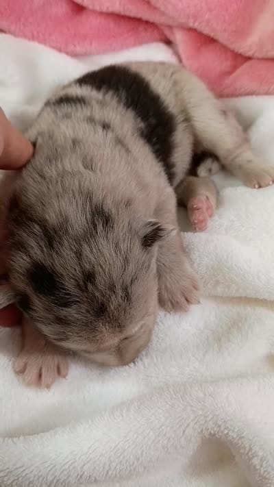 Chai, a female Pomsky for sale in Orange Park, FL – 10 of 10