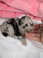 Latte, a female Pomsky for sale in Orange Park, FL – 2 of 10