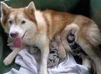 Honey, a female Pomsky for sale in Orange Park, FL – 8 of 9