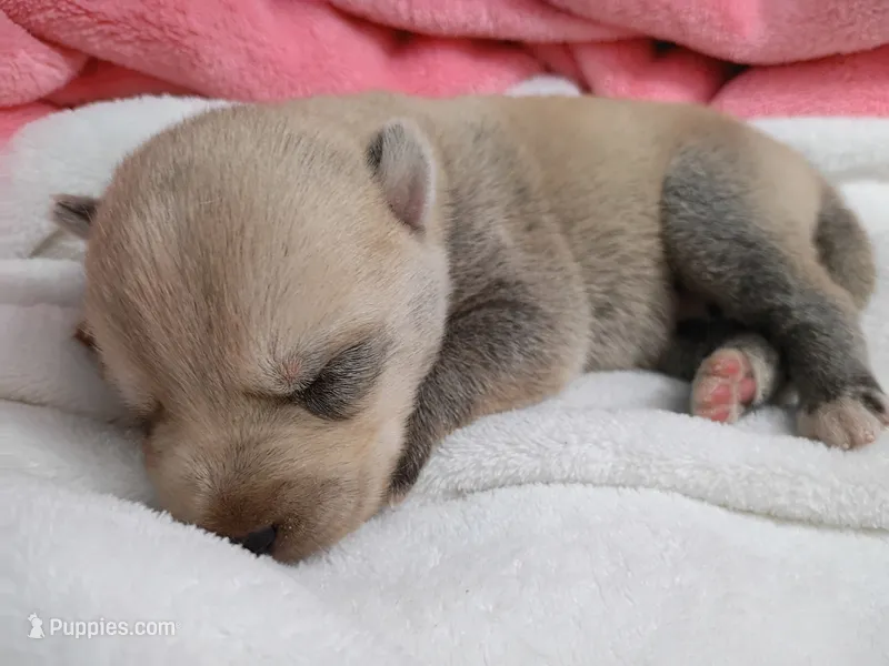 Kona – Pomsky puppy for sale in Orange Park, FL