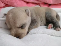 Kona, a female Pomsky for sale in Orange Park, FL – 1 of 10