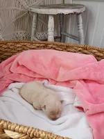 Honey, a female Pomsky for sale in Orange Park, FL – 7 of 9