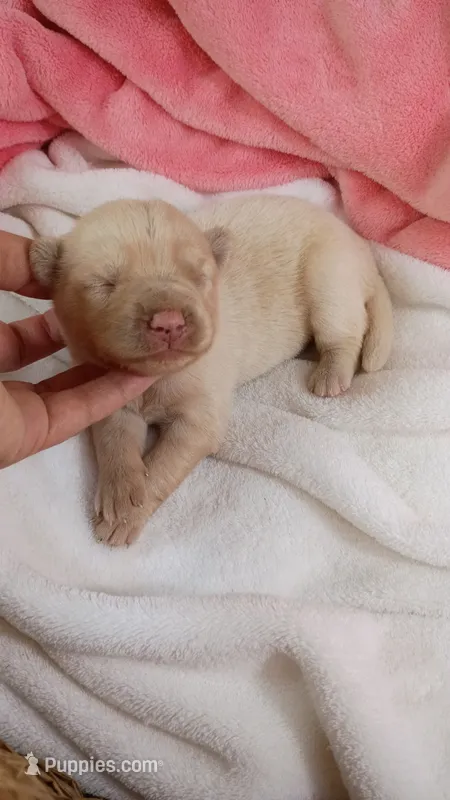 Honey – Pomsky puppy for sale in Orange Park, FL