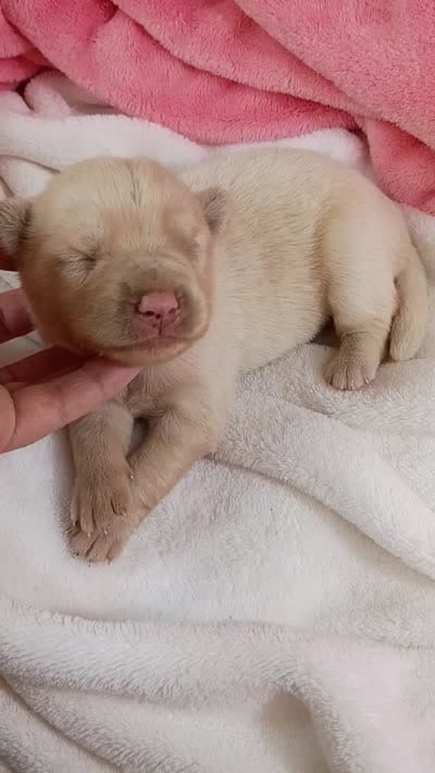 Honey, a female Pomsky for sale in Orange Park, FL – 9 of 9