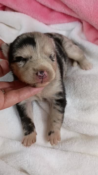 Macchi, a female Pomsky for sale in Orange Park, FL – 10 of 10