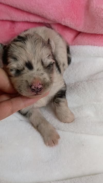 Latte, a female Pomsky for sale in Orange Park, FL – 10 of 10