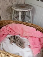 Chai, a female Pomsky for sale in Orange Park, FL – 5 of 10