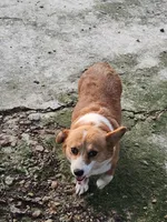 Corgi female adult, a female Pembroke Welsh Corgi for sale in Corinth, MS – 2 of 2