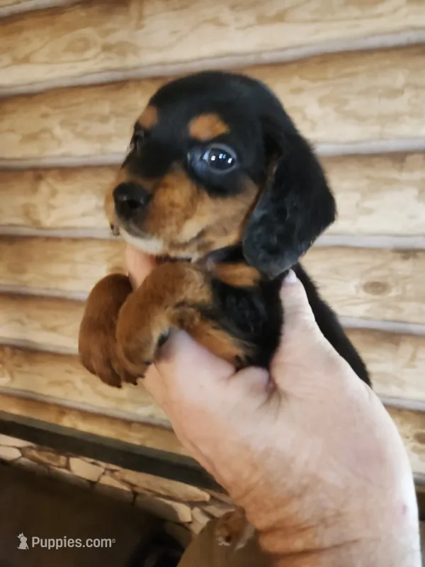 Poogle boy 2 – Beagle, Poodle - Miniature  puppy for sale in Corinth, MS